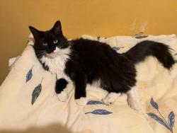 Lost Female Cat last seen schuylkill ave near the family dollar and baer park, Reading, PA 19601