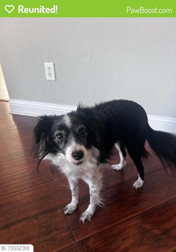 Reunited Male Dog last seen hillhouse and hawk, Pearland, TX 77584