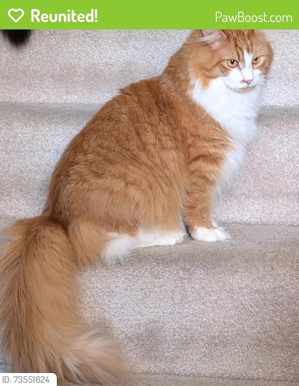 Reunited Male Cat last seen The wooded area near The Friar's Club, Cincinnati, OH 45217