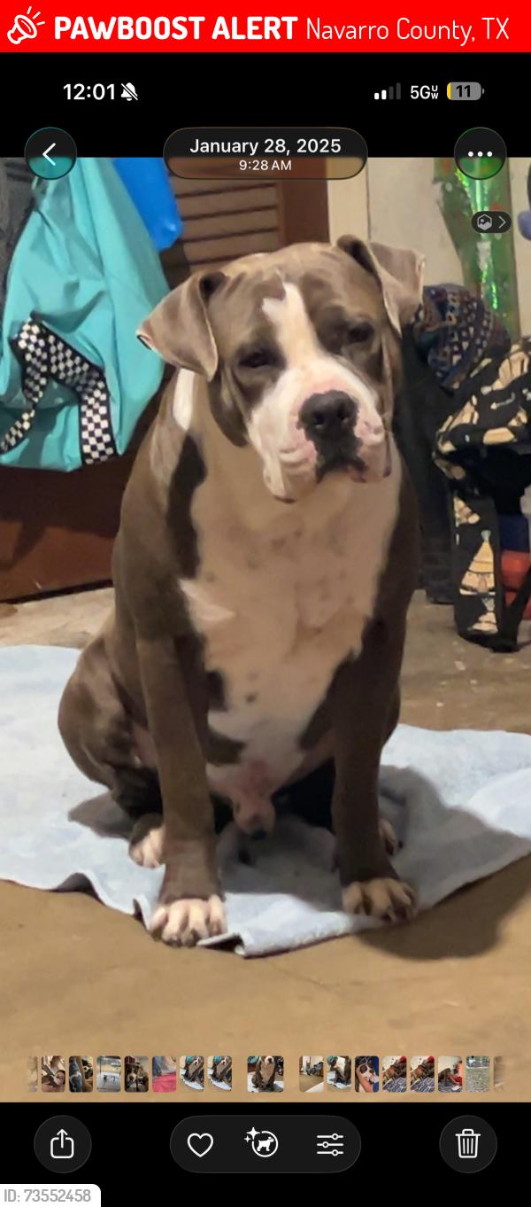 Lost Male Dog last seen Farm Road 3096 Kerens Tx 75144, Navarro County, TX 75144