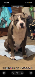 Lost Male Dog last seen Farm Road 3096 Kerens Tx 75144, Navarro County, TX 75144