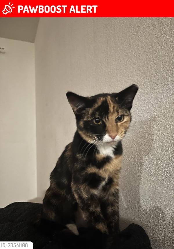 Lost Female Cat last seen Camino de oeste and Irvington rd, Tucson Mountains, AZ 85745