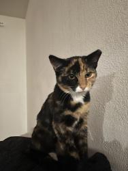 Lost Female Cat last seen Camino de oeste and Irvington rd, Tucson Mountains, AZ 85745