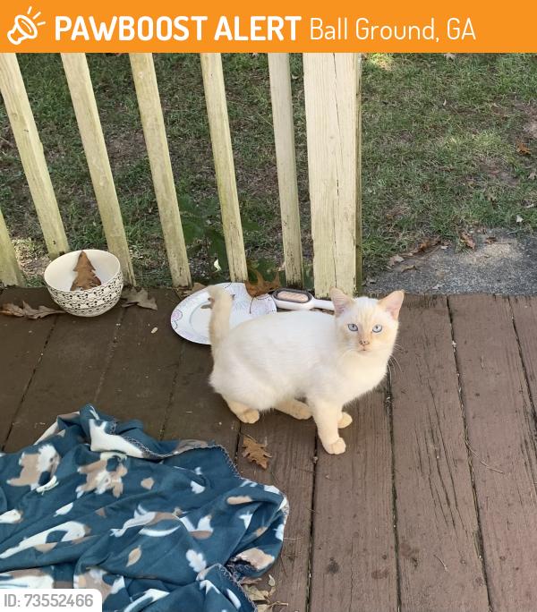 Found/Stray Male Cat last seen Ball Ground Hwy & Dogwood Drive, Ball Ground, GA 30107