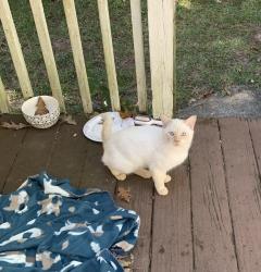 Found/Stray Male Cat last seen Ball Ground Hwy & Dogwood Drive, Ball Ground, GA 30107