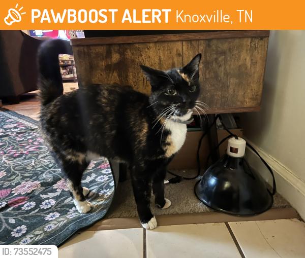 Found/Stray Unknown Cat last seen Eagle pointe Courtyards, Knoxville, TN 37923