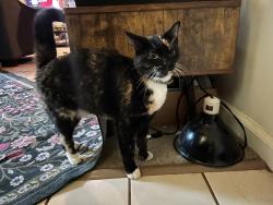 Found/Stray Unknown Cat last seen Eagle pointe Courtyards, Knoxville, TN 37923
