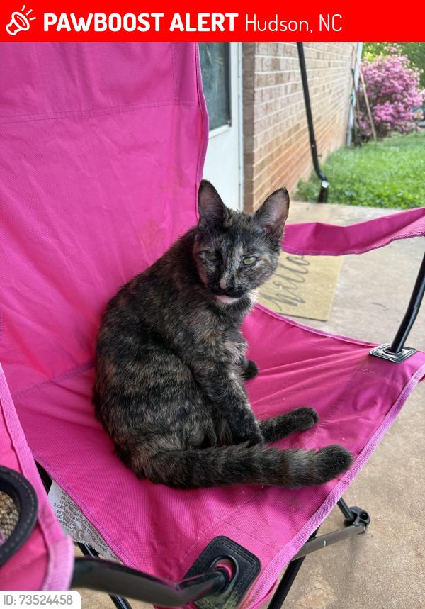 Lost Female Cat last seen Horseshoe Bend Rd, Hudson, NC 28638