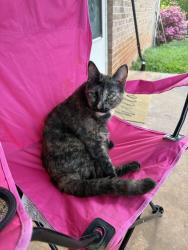 Lost Female Cat last seen Horseshoe Bend Rd, Hudson, NC 28638