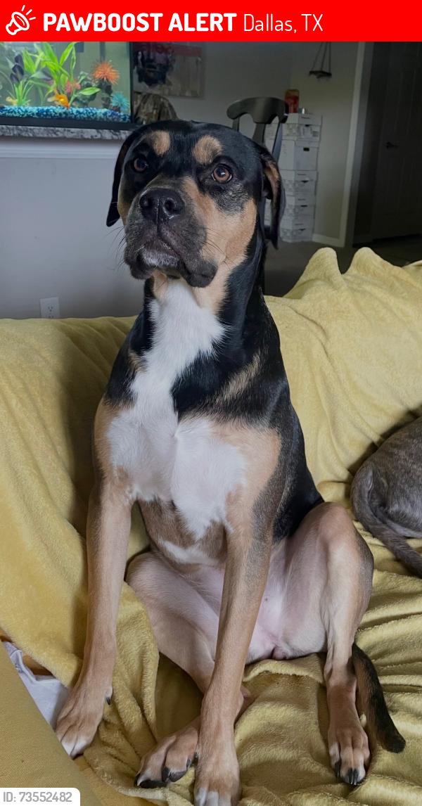 Lost Female Dog last seen bernal dr & singleton, Dallas, TX 75212
