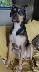 Lost Female Dog last seen bernal dr & singleton, Dallas, TX 75212