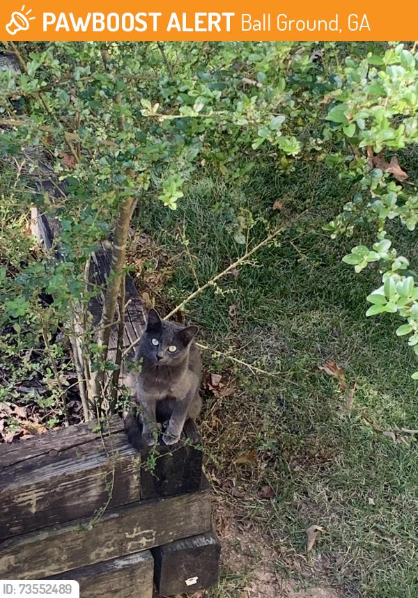 Found/Stray Female Cat last seen Ball Ground Hwy & Dogwood Drive, Ball Ground, GA 30107