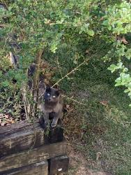 Found/Stray Female Cat last seen Ball Ground Hwy & Dogwood Drive, Ball Ground, GA 30107