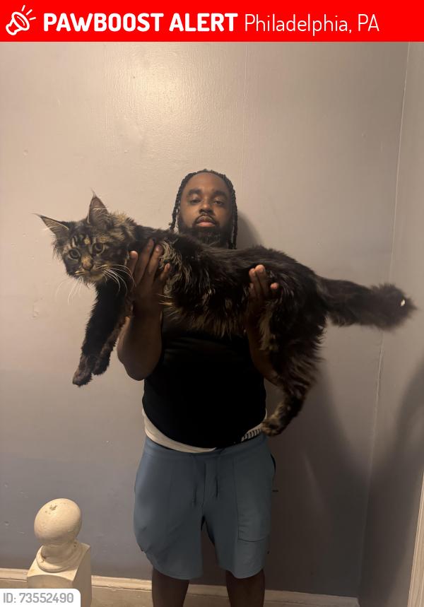 Lost Male Cat last seen Chew and chelten, Philadelphia, PA 19138