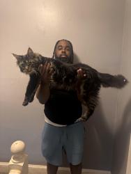 Lost Male Cat last seen Chew and chelten, Philadelphia, PA 19138