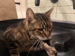 Found/Stray Male Cat last seen River Rd & Silver Springs Rd, Milwaukie, OR 97222