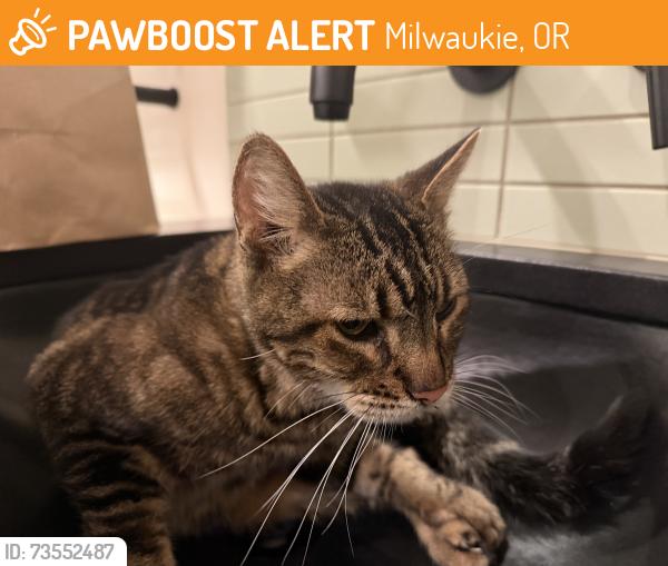Found/Stray Male Cat last seen River Rd & Silver Springs Rd, Milwaukie, OR 97222