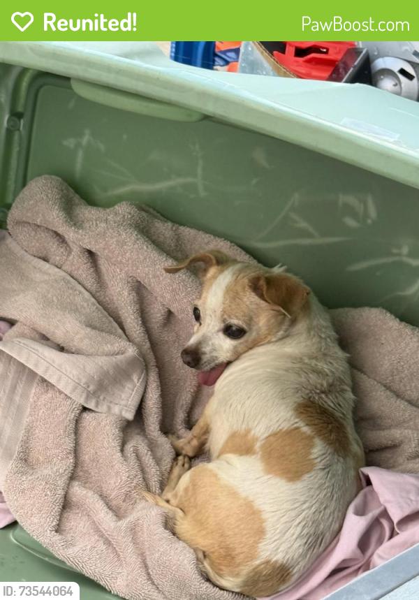 Reunited Female Dog last seen Beach st, Riverside, CA 92509