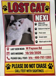 Lost Female Cat last seen W Payson rd, Tolleson, AZ 85353