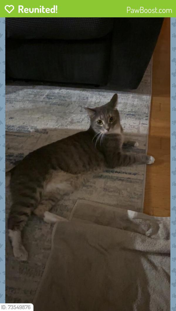 Reunited Male Cat last seen Pisgah Drive and Pearl Lake Causeway, Altamonte Springs, FL 32714