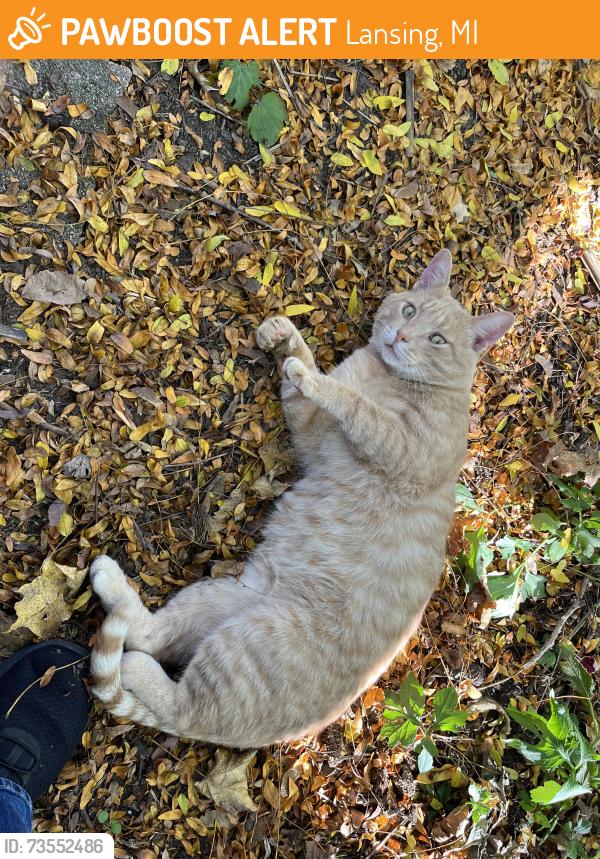 Found/Stray Male Cat last seen Miller Rd. & Pennsylvania Ave., Lansing, MI 48911