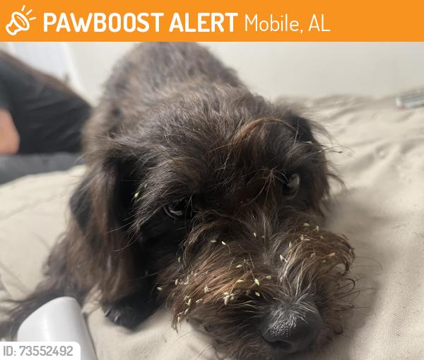 Found/Stray Female Dog last seen Pops midtown off of airport blvd, Mobile, AL 36606
