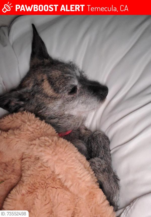 Lost Female Dog last seen Tuscany ridge apmt, Temecula, CA 92591
