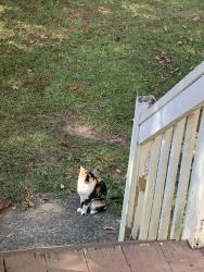 Found/Stray Female Cat last seen Ball Ground Hwy & Dogwood Drive, Ball Ground, GA 30107