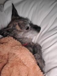 Lost Female Dog last seen Tuscany ridge apmt, Temecula, CA 92591