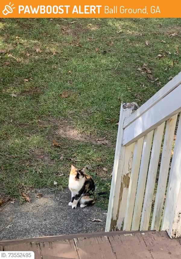 Found/Stray Female Cat last seen Ball Ground Hwy & Dogwood Drive, Ball Ground, GA 30107