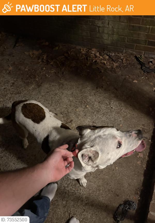 Found/Stray Male Dog last seen Hillcrest, Little Rock, AR 72205