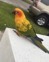 Lost Unknown Bird last seen Sw 27 Street and 36 Avenue, Miami, FL 33133
