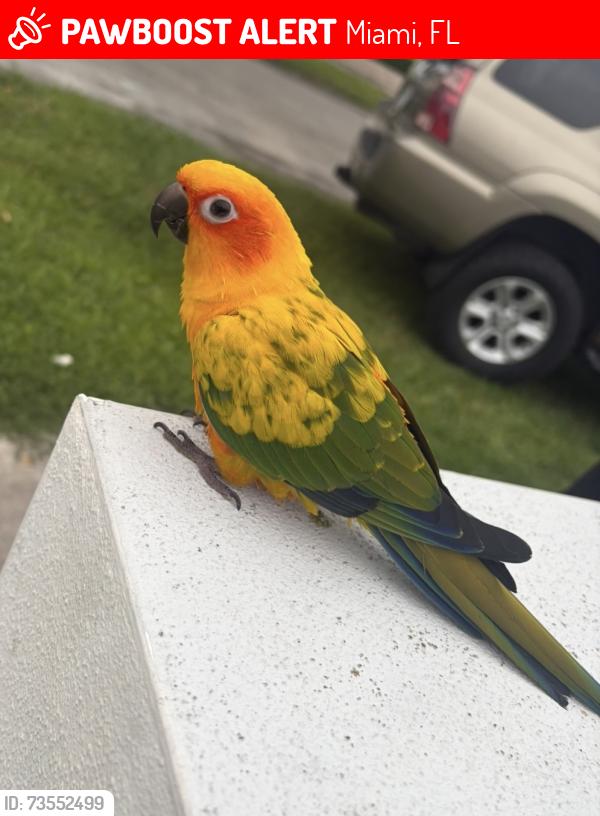 Lost Unknown Bird last seen Sw 27 Street and 36 Avenue, Miami, FL 33133