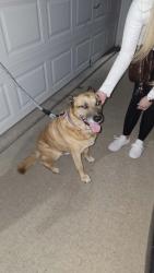 Reunited Male Dog last seen Near Houston Lake in the northland, Kansas City, MO 64151