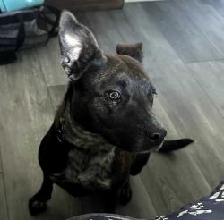 Reunited Female Dog last seen Ten Mile Bridge and Cindy Lane, Fort Worth, TX 76135