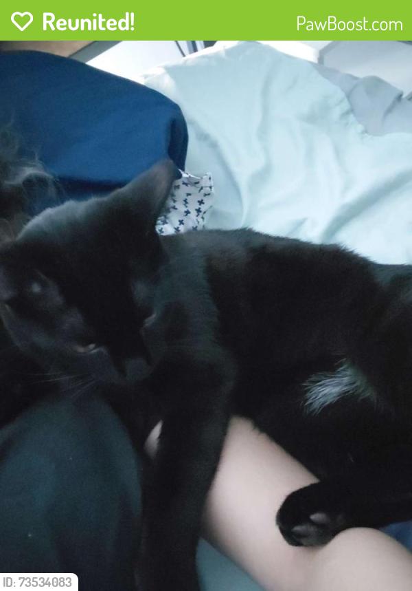 Reunited Male Cat last seen Loring park, Minneapolis, MN 55403