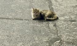 Found/Stray Unknown Cat last seen Circle K gas station with McDonald’s beside it and next to Truist Bank parking lots, Chattanooga, TN 37416