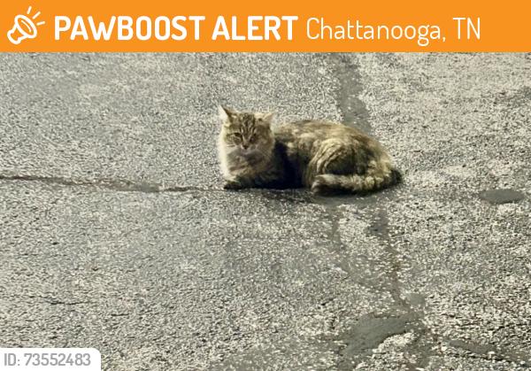Found/Stray Unknown Cat last seen Circle K gas station with McDonald’s beside it and next to Truist Bank parking lots, Chattanooga, TN 37416