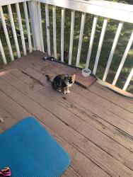 Found/Stray Female Cat last seen Ball Ground Hwy & Dogwood Drive, Ball Ground, GA 30107