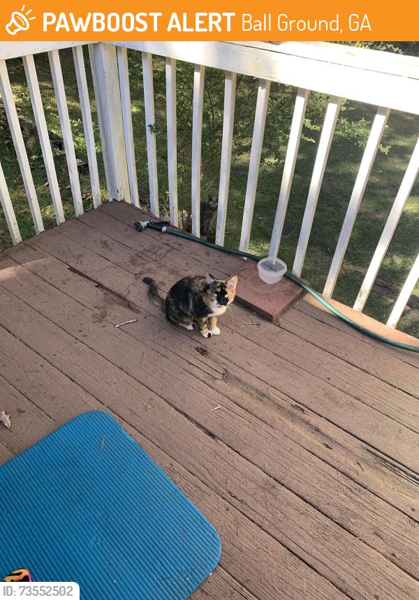 Found/Stray Female Cat last seen Ball Ground Hwy & Dogwood Drive, Ball Ground, GA 30107