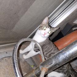 Found/Stray Male Cat last seen 31st Ave and peoria, Phoenix, AZ 85051