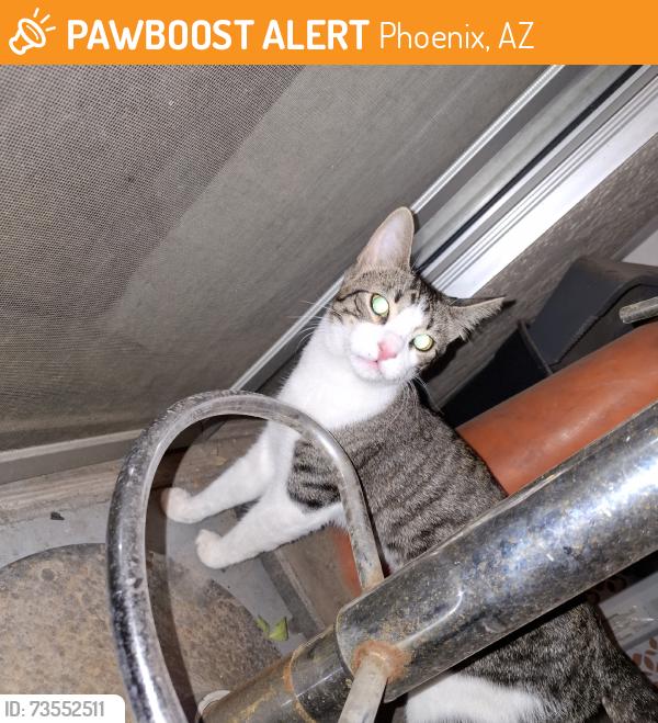 Found/Stray Male Cat last seen 31st Ave and peoria, Phoenix, AZ 85051
