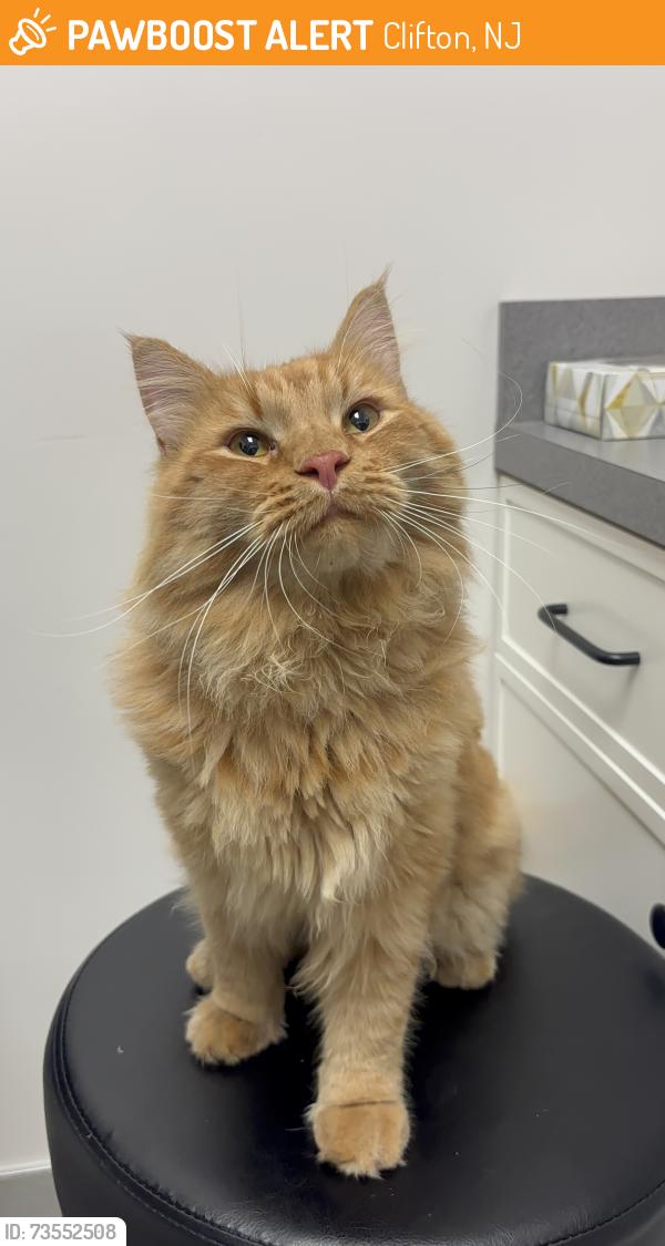 Found/Stray Male Cat last seen Getty ave Paterson nj, Clifton, NJ 07013