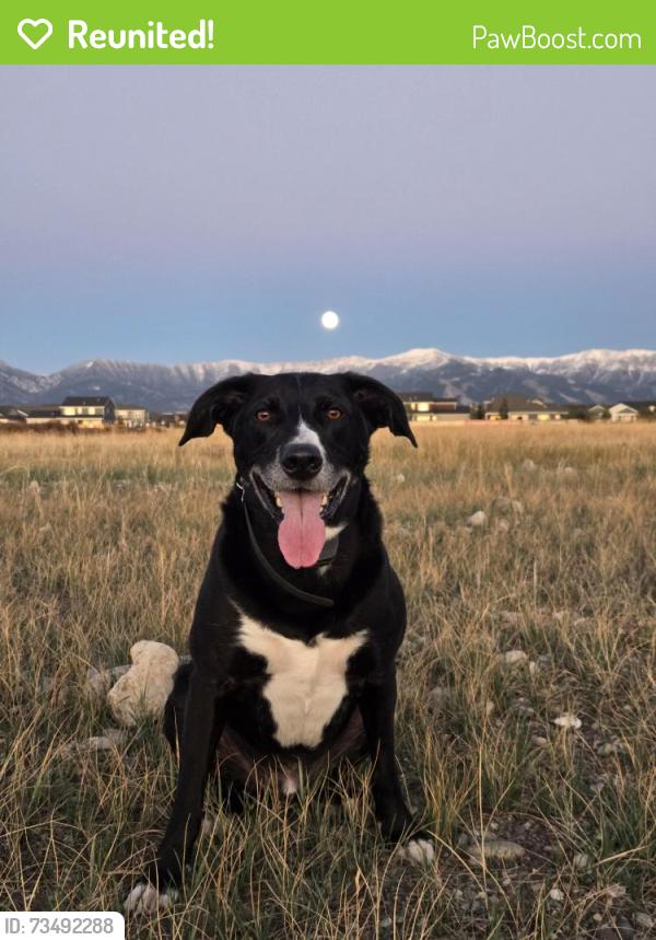 Reunited Male Dog last seen Cruiser and jack rabbit intersection, Belgrade, MT 59714