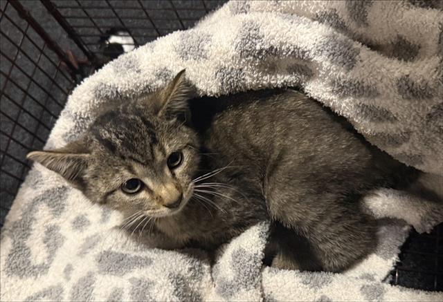Shelter Stray Female Cat last seen Near BLOCK US 218, 4710 TX-151, San Antonio, TX 78227, USA