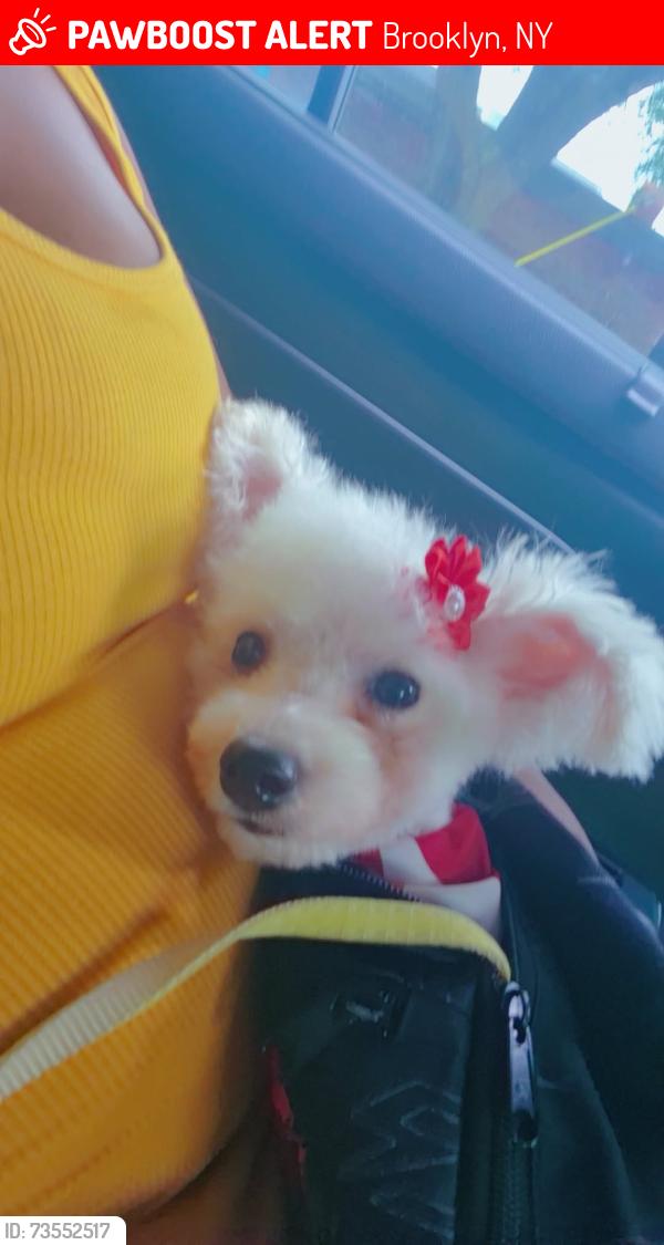 Lost Female Dog last seen Liberty and glenmore, Brooklyn, NY 11208
