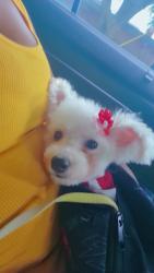 Lost Female Dog last seen Liberty and glenmore, Brooklyn, NY 11208