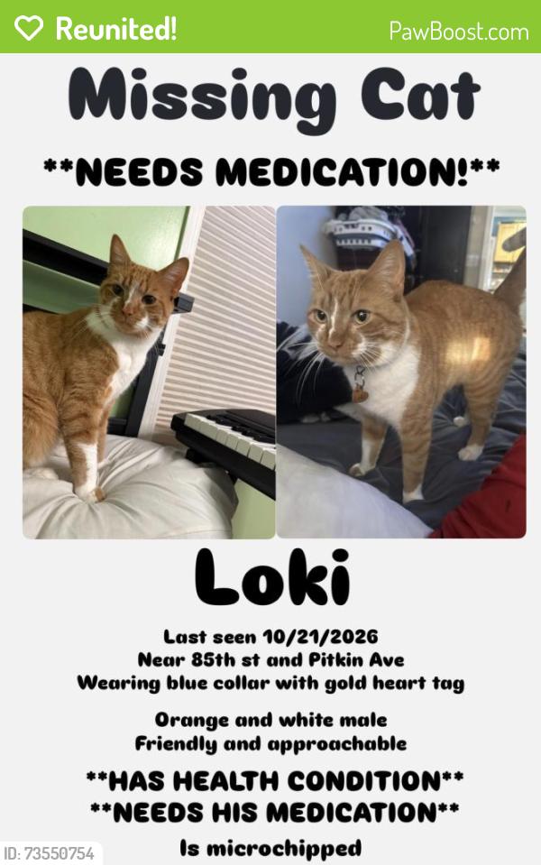 Reunited Male Cat last seen 85th street and pitkin Avenue ozone park, Queens, NY 11417