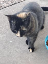 Reunited Female Cat last seen 19th, mockingbird, Waco, TX 76708