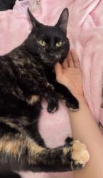 Reunited Female Cat last seen 109th st, New York, NY 10025